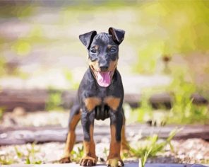 Manchester Terrier Puppy Paint By Numbers