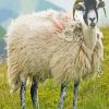 Mule Sheep Animal Paint By Numbers