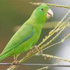 Parrotlet On Stick Paint By Numbers