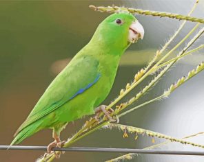 Parrotlet On Stick Paint By Numbers