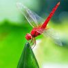 Red Dragonfly Insect Paint By Numbers