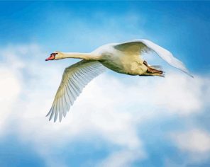 Swan In Flight Paint By Numbers