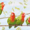 The Rosy Faced Lovebirds Paint By Numbers