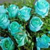 Turquoise Flowers Roses Paint By Numbers