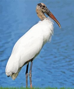 Wood Stork Animal Paint By Numbers