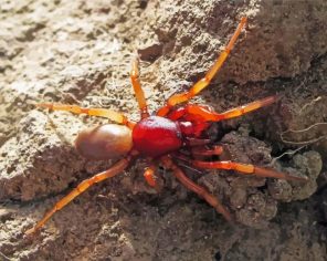 Woodlouse Red Spider Paint By Numbers