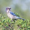 Aesthetic Florida Scrub Jay Paint By Numbers