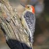 Aesthetic Red Bellied Woodpecker Paint By Numbers