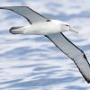 Aesthetic Albatross Bird Paint By Numbers