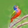Aesthetic Singing Painted Bunting Paint By Numbers