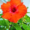 Beautiful Orange Hibiscus Paint By Numbers