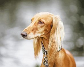 Blonde Saluki Dog Paint By Numbers