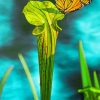 Butterfly On Pitcher Plant Paint By Numbers