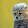Cute Cheetah Baby Paint By Numbers