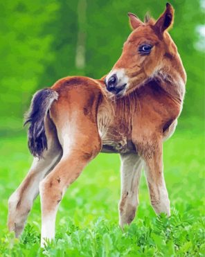 Cute Horse Foal Paint By Numbers