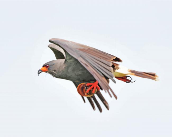 Flying Snail Kite Paint By Numbers