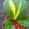 Green Hoya Kerrii Plant Paint By Numbers