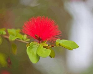 Honey Bee In Pohutukawa Flower Paint By Numbers