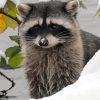 Snow Raccoon Animal Paint By Numbers