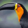 Toucan Bird Portrait Paint By Numbers