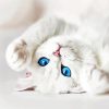 White Cat With Blue Eyes Paint By Numbers