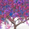 Purple Pink Jacarand Paint By Numbers
