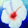 White Hibiscus Art Paint By Numbers