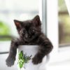Black Kitten In Cup Paint By Numbers