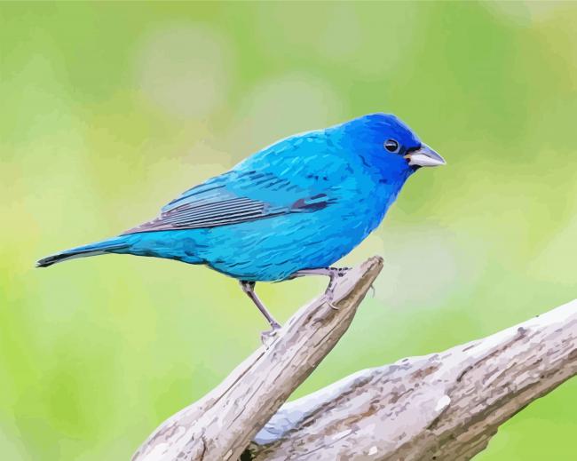 Blue Indigo Bunting Paint By Numbers